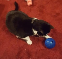 black and white cat Jess playing with blue ball puzzle feeder